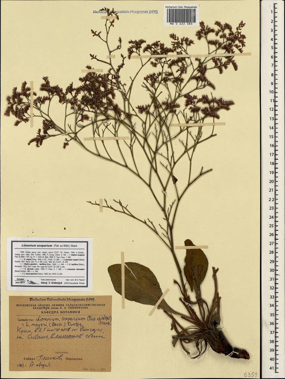 Limonium scoparium (Pall. ex Willd.) Stankov, Crimea (KRYM) (Russia)