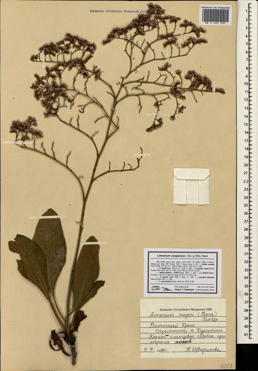 Limonium scoparium (Pall. ex Willd.) Stankov, Crimea (KRYM) (Russia)