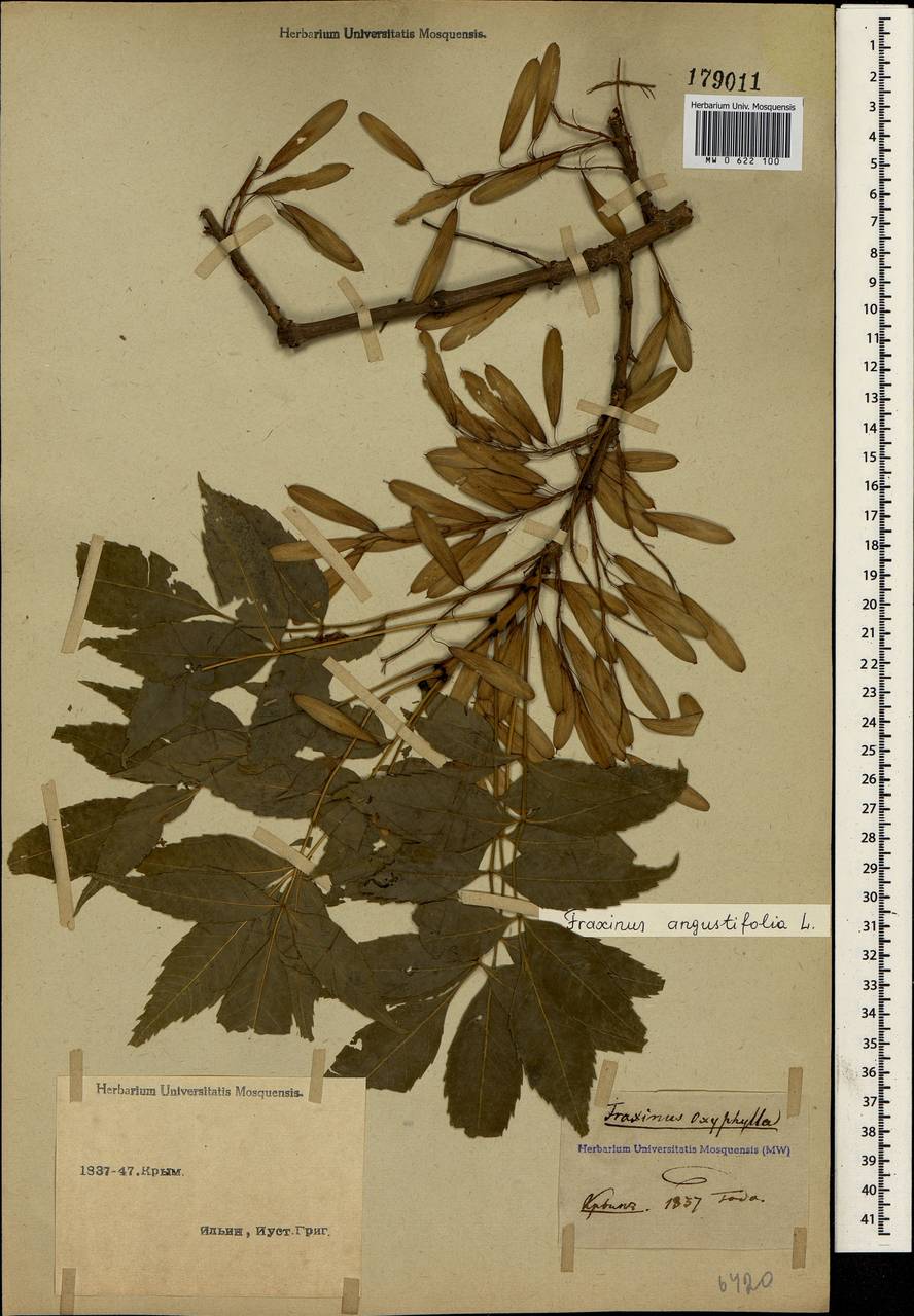 Fraxinus angustifolia Vahl , nom. cons., Crimea (KRYM) (Russia)