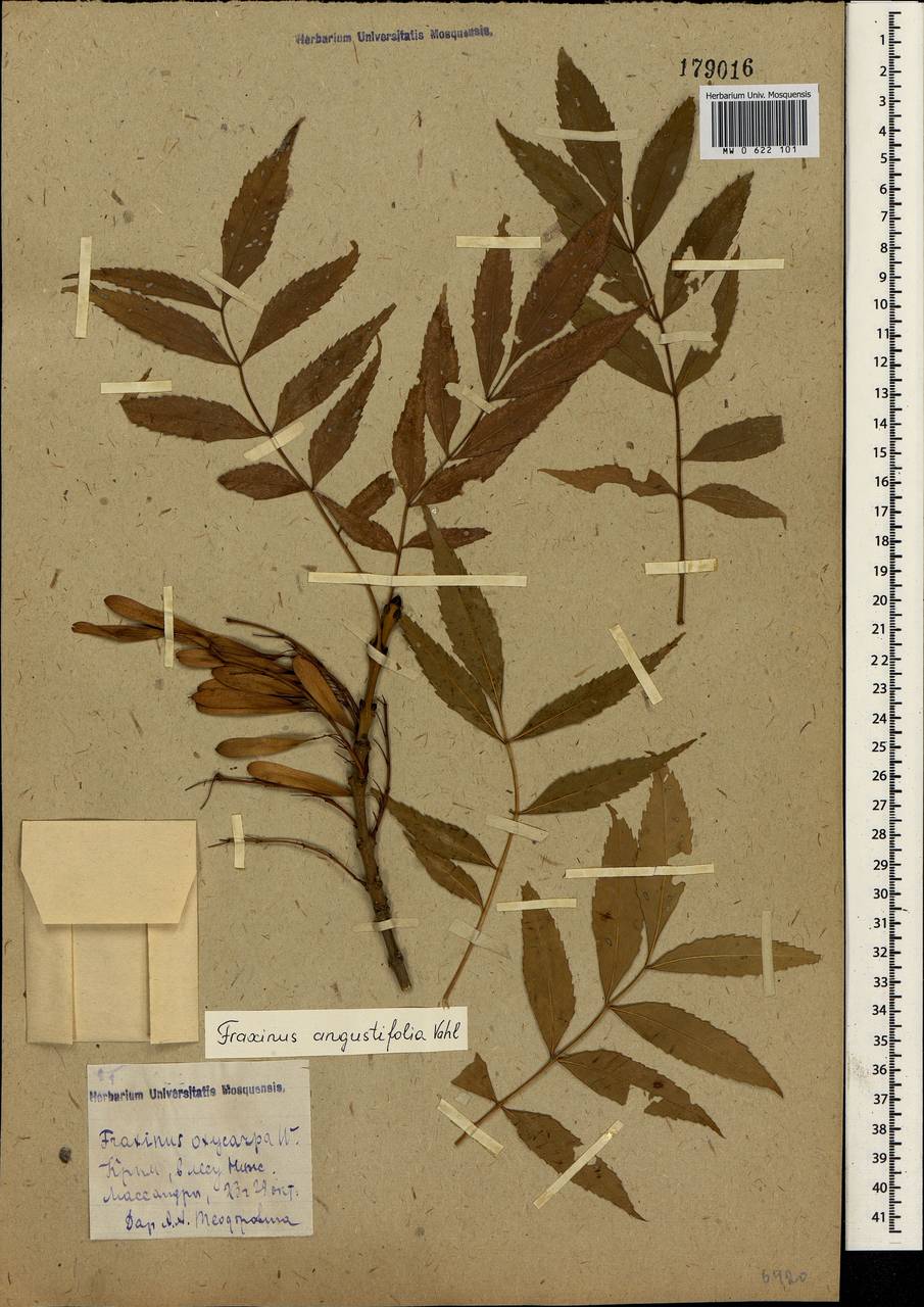 Fraxinus angustifolia Vahl , nom. cons., Crimea (KRYM) (Russia)