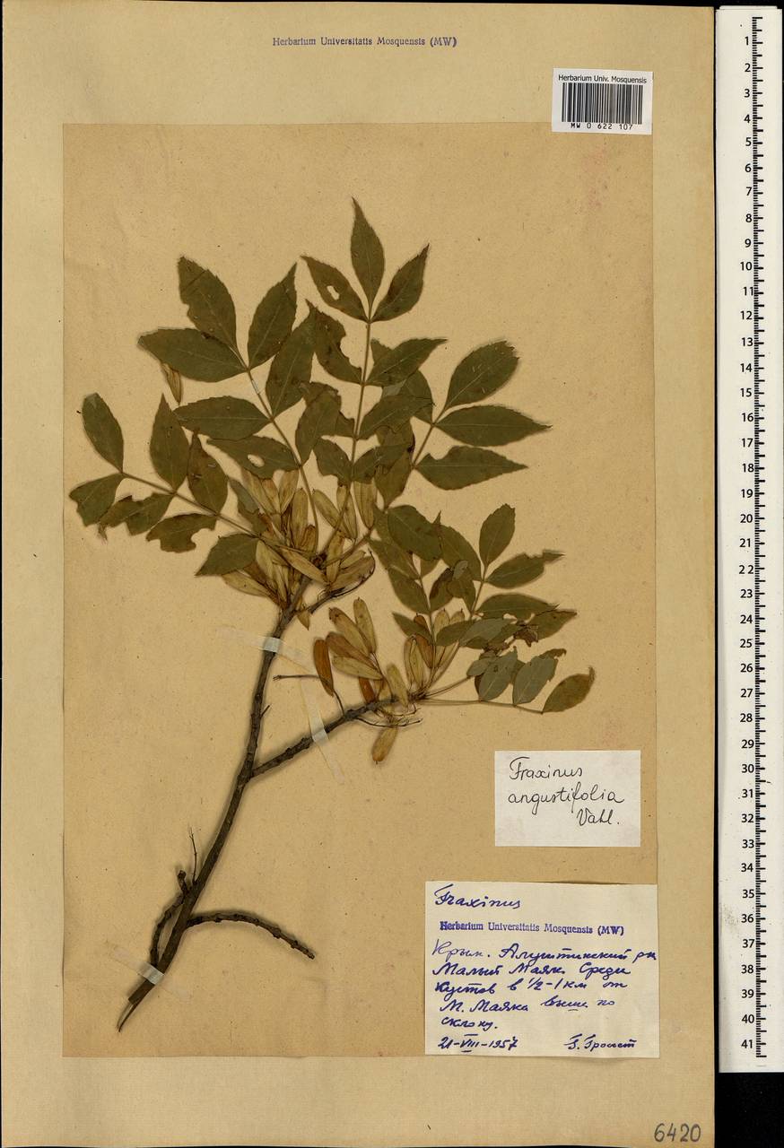 Fraxinus angustifolia Vahl , nom. cons., Crimea (KRYM) (Russia)