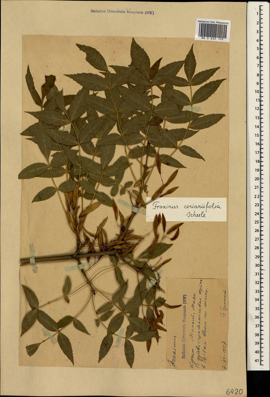 Fraxinus excelsior subsp. coriariifolia (Scheele) A.E.Murray, Crimea (KRYM) (Russia)