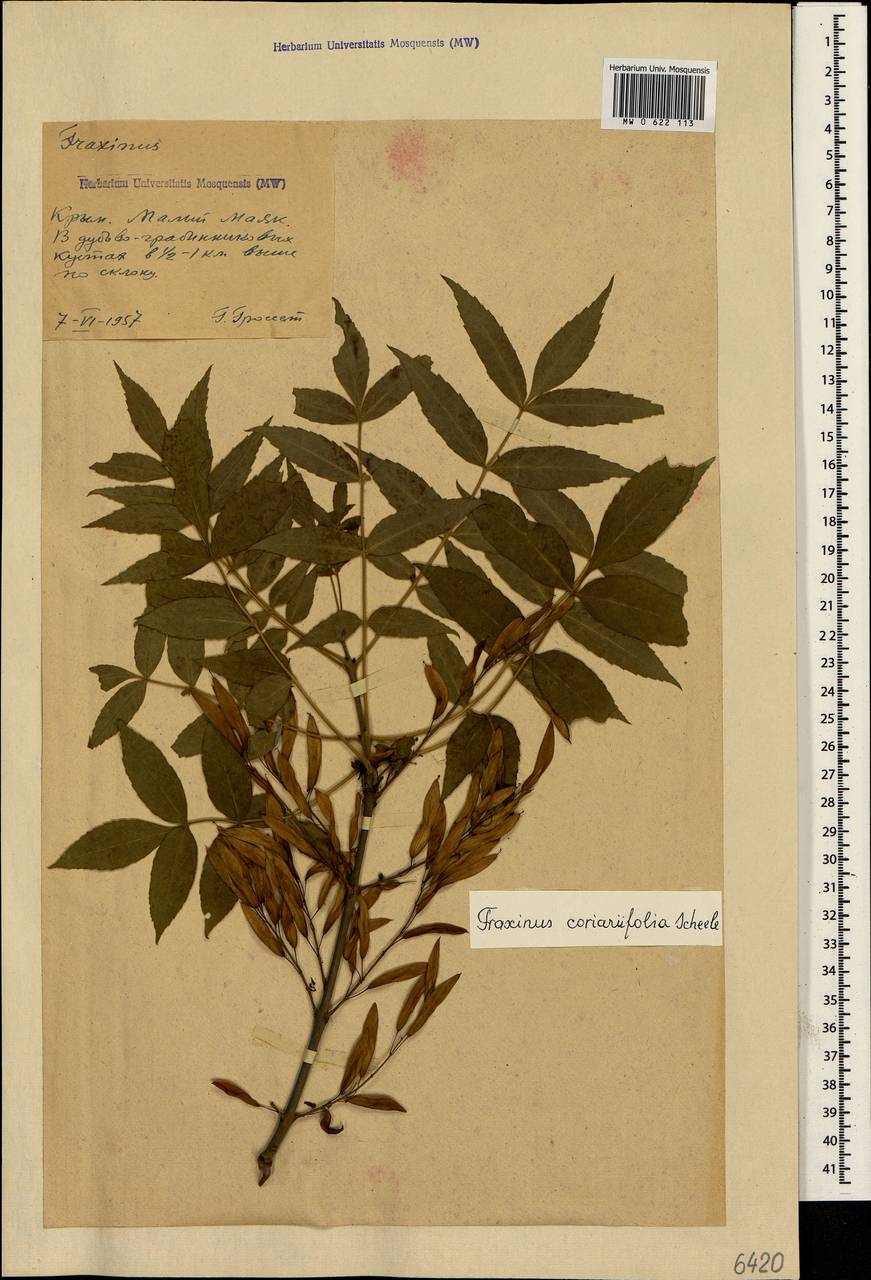 Fraxinus excelsior subsp. coriariifolia (Scheele) A.E.Murray, Crimea (KRYM) (Russia)