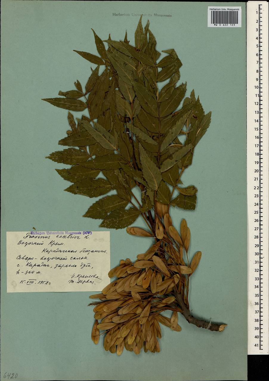 Fraxinus excelsior L., Crimea (KRYM) (Russia)