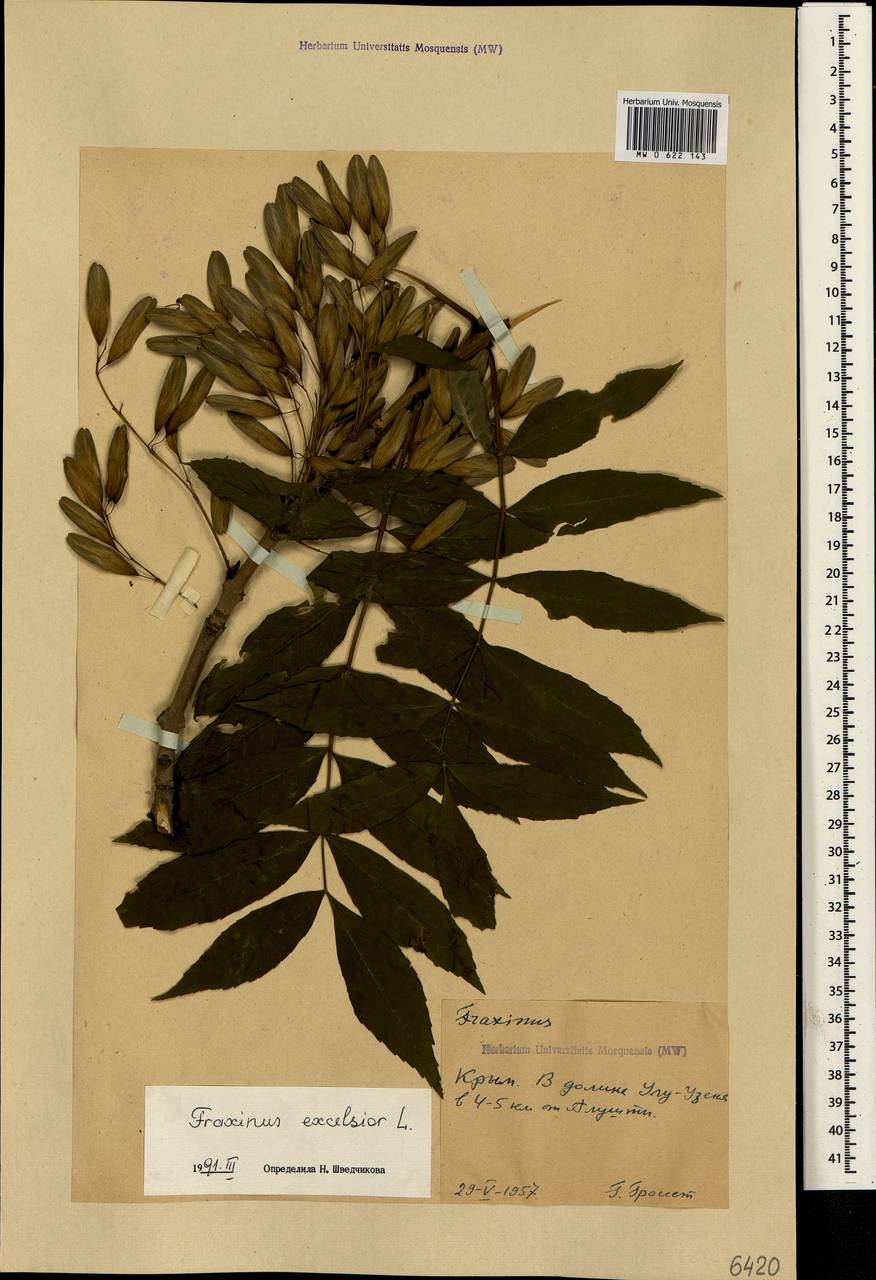 Fraxinus excelsior L., Crimea (KRYM) (Russia)