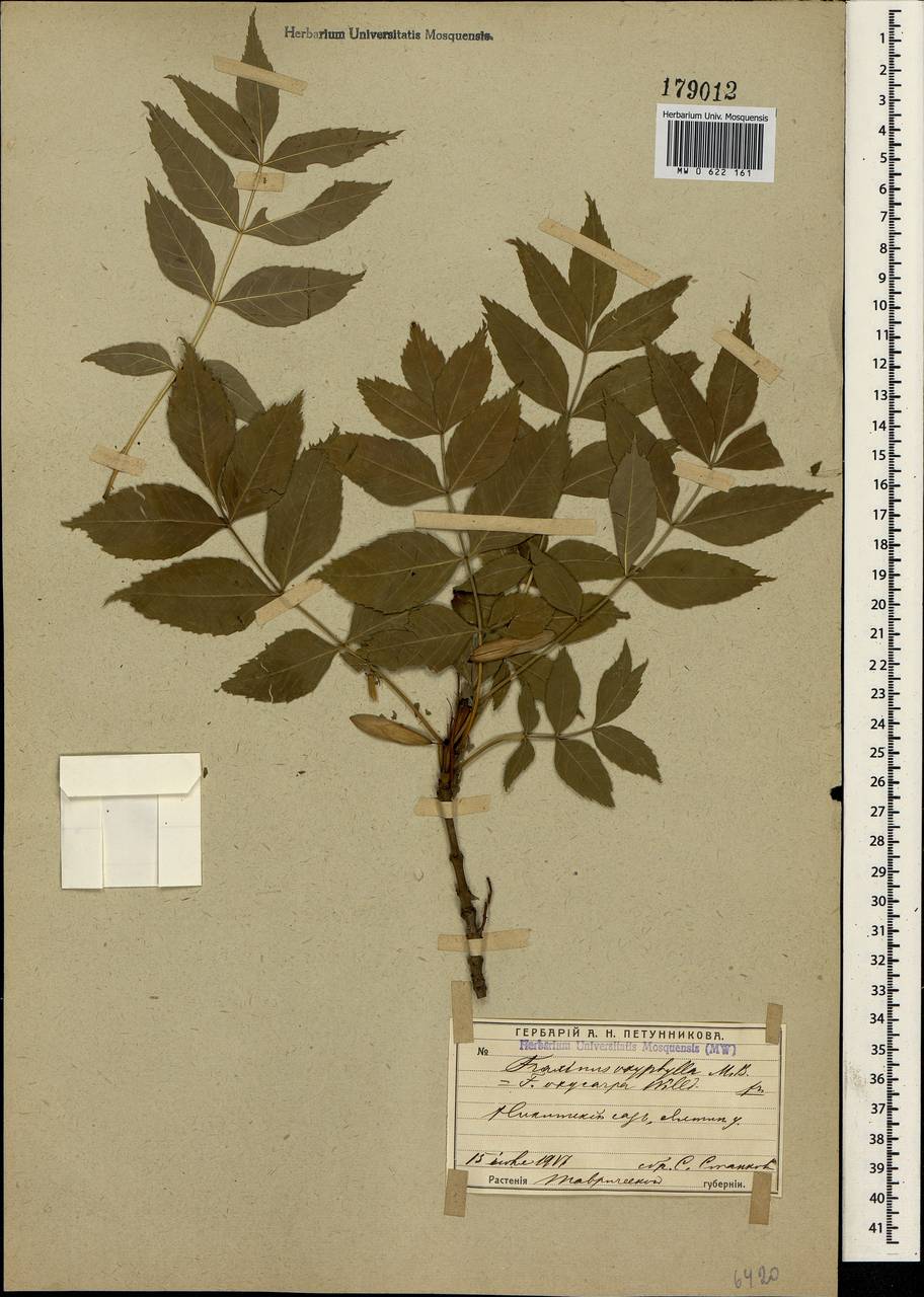 Fraxinus angustifolia subsp. oxycarpa (M.Bieb. ex Willd.) Franco & Rocha Afonso, Crimea (KRYM) (Russia)