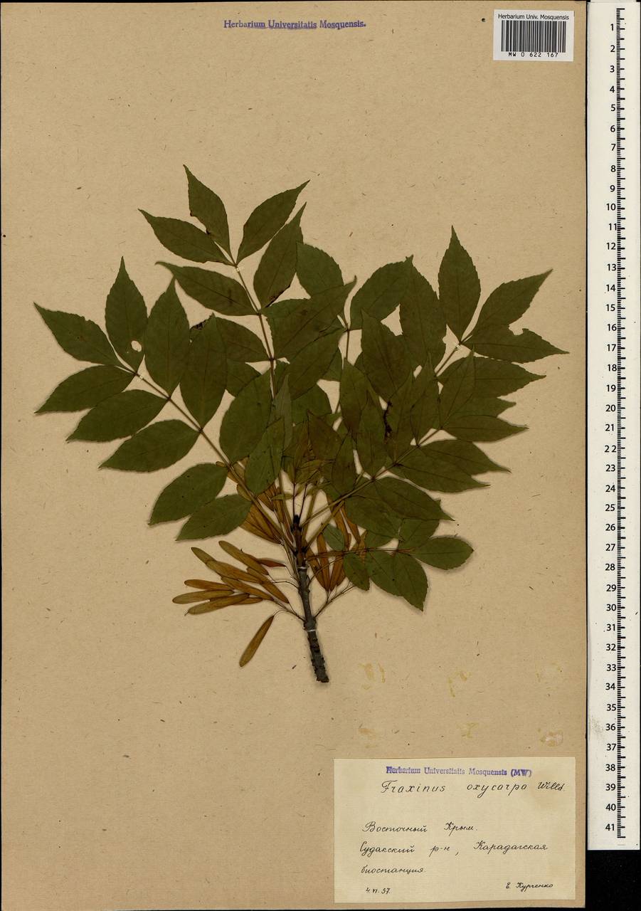 Fraxinus angustifolia subsp. oxycarpa (M.Bieb. ex Willd.) Franco & Rocha Afonso, Crimea (KRYM) (Russia)