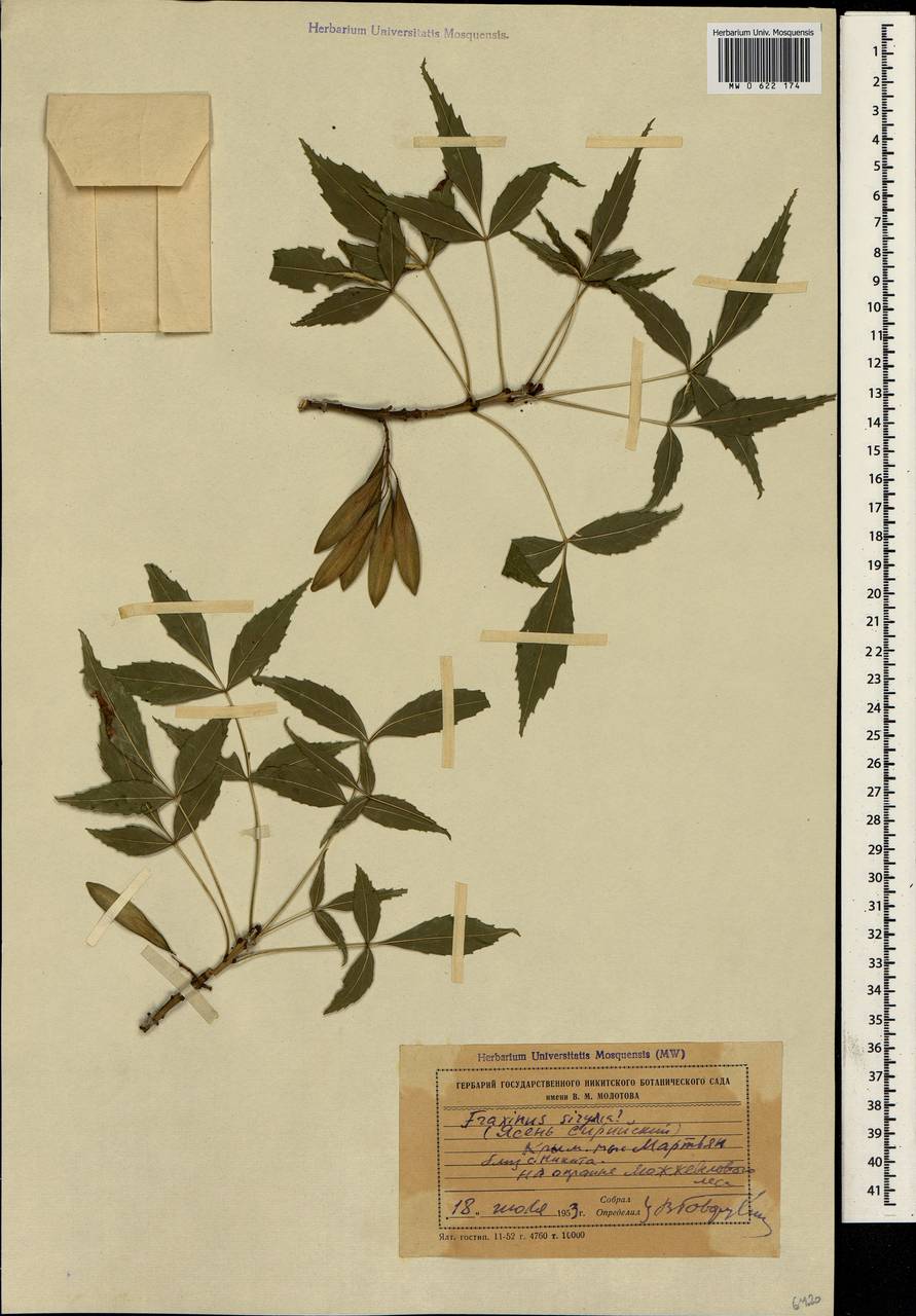 Fraxinus angustifolia subsp. syriaca (Boiss.) Yalt., Crimea (KRYM) (Russia)