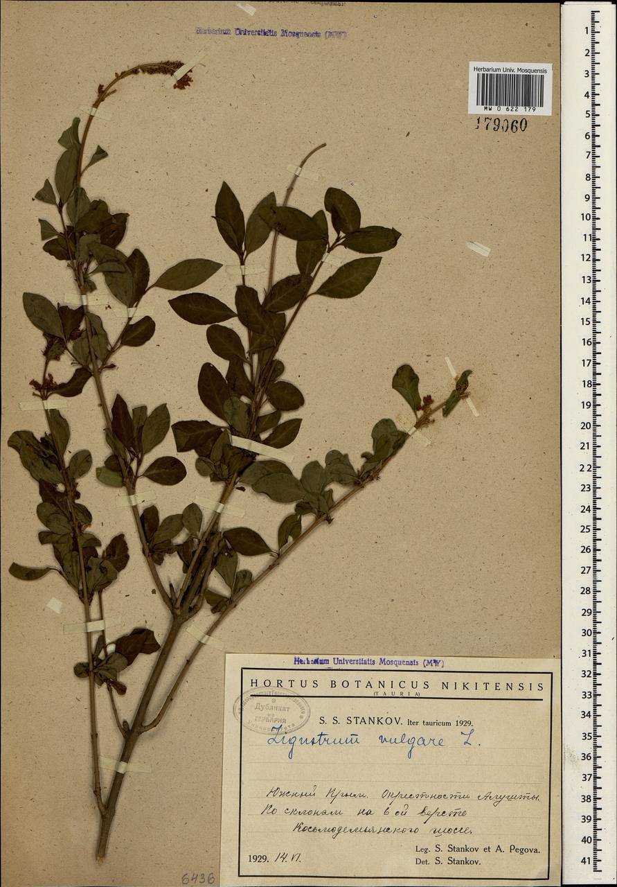 Ligustrum vulgare L., Crimea (KRYM) (Russia)