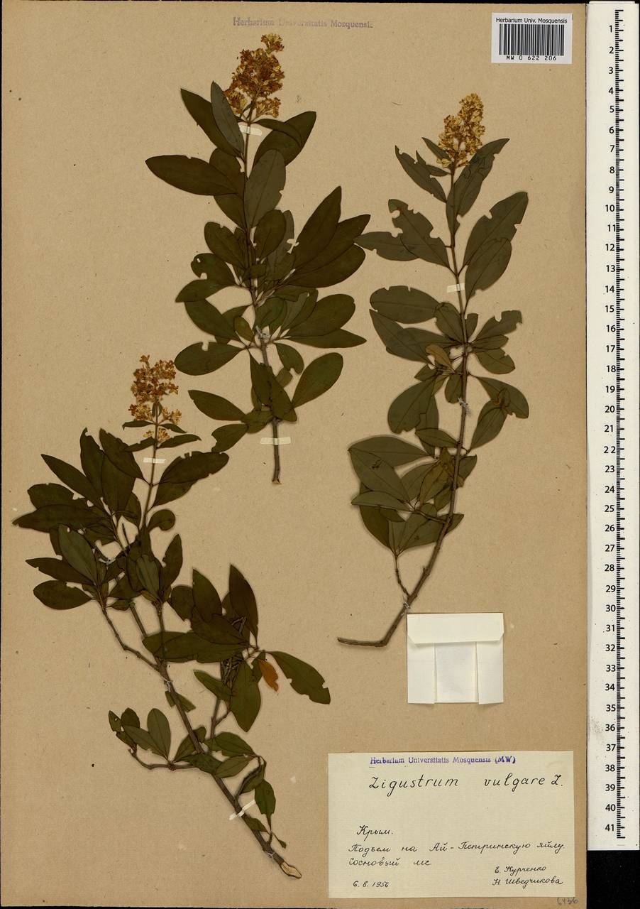 Ligustrum vulgare L., Crimea (KRYM) (Russia)