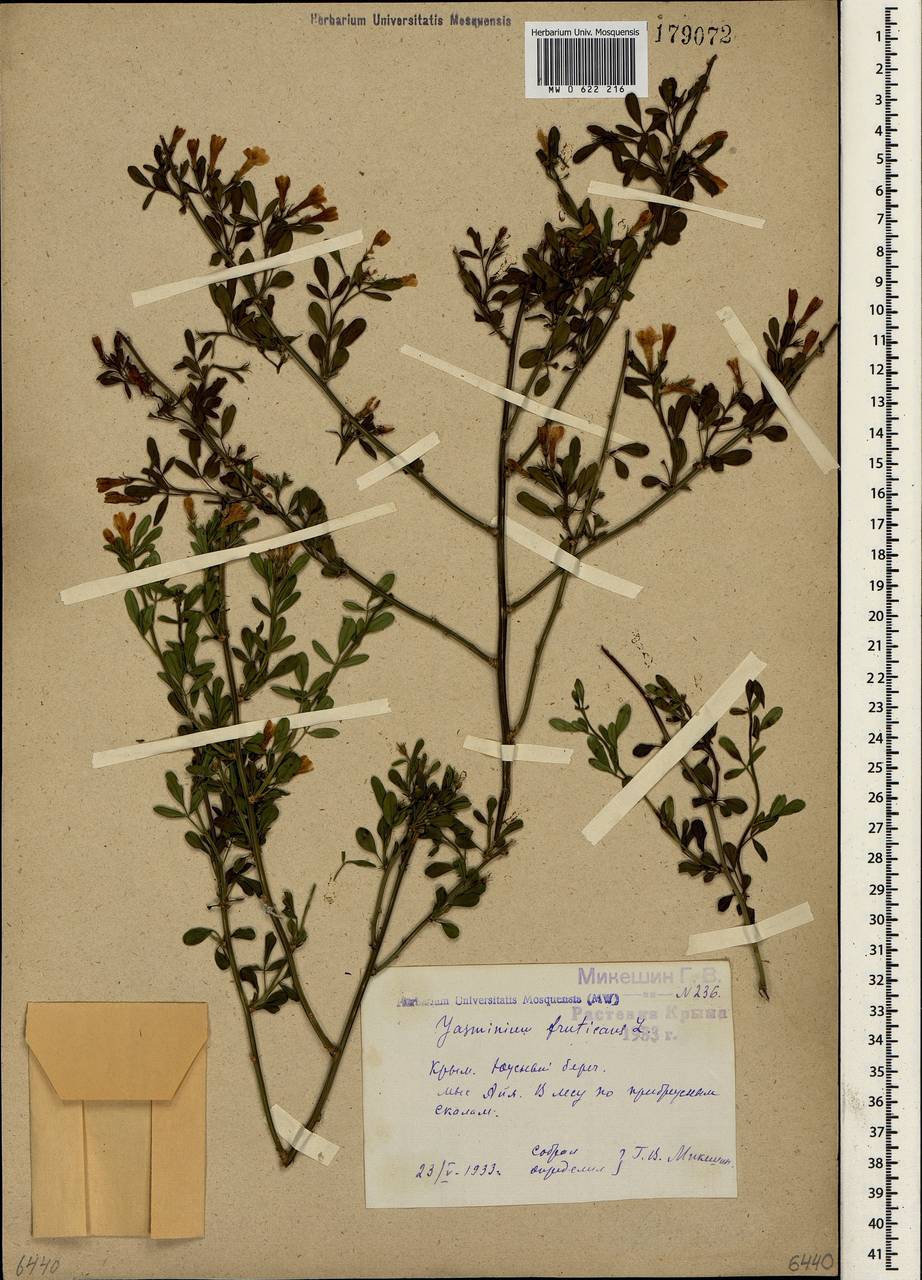 Chrysojasminum fruticans (L.) Banfi, Crimea (KRYM) (Russia)
