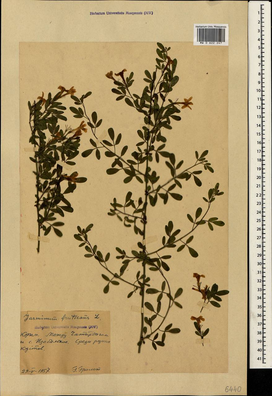 Chrysojasminum fruticans (L.) Banfi, Crimea (KRYM) (Russia)