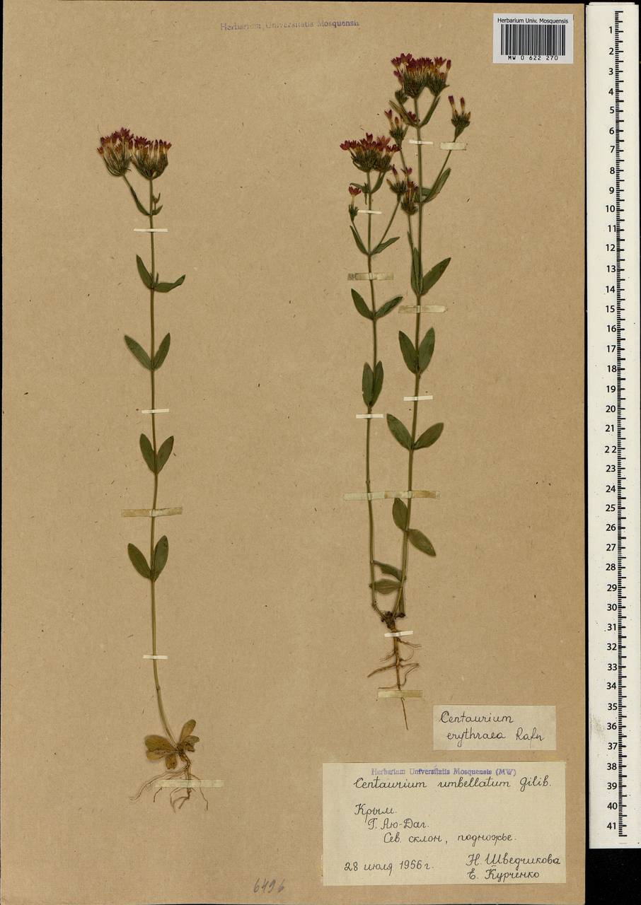Centaurium erythraea Rafn, Crimea (KRYM) (Russia)