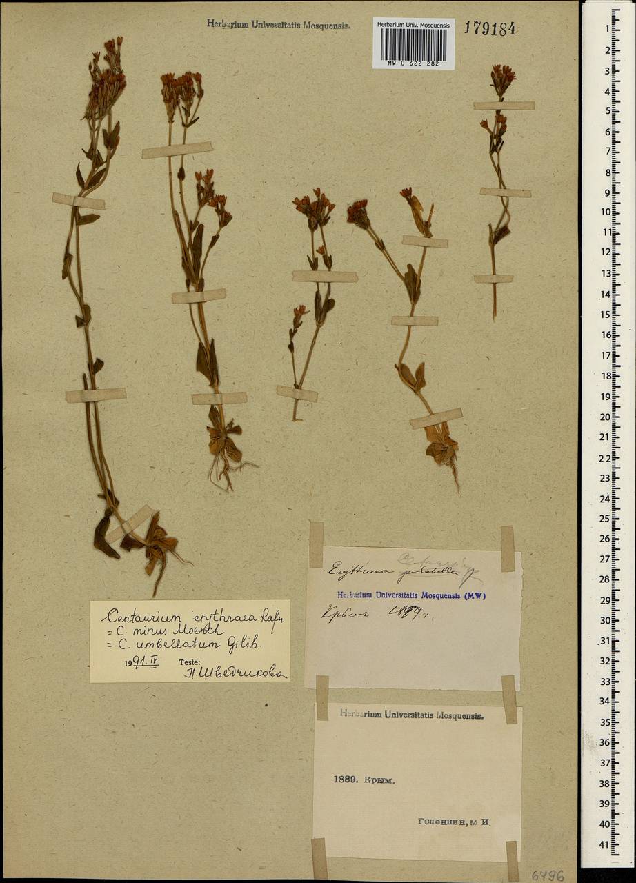 Centaurium erythraea, Crimea (KRYM) (Russia)