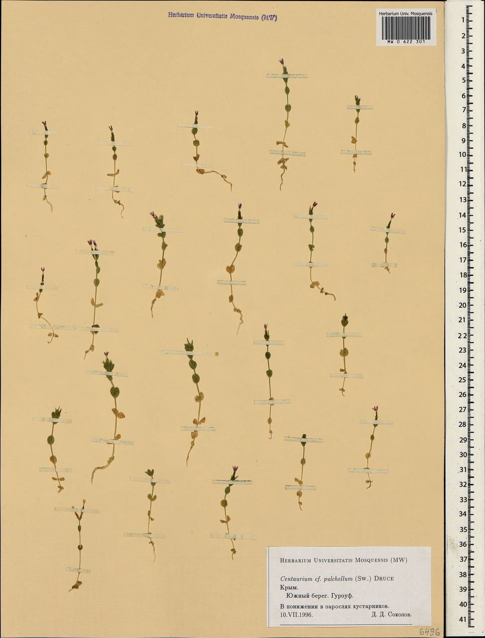 Centaurium pulchellum, Crimea (KRYM) (Russia)