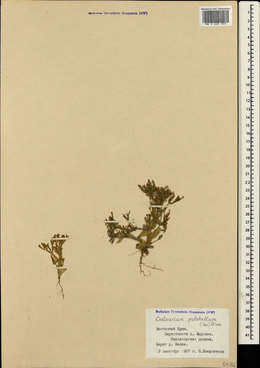 Centaurium pulchellum (Sw.) Druce, Crimea (KRYM) (Russia)