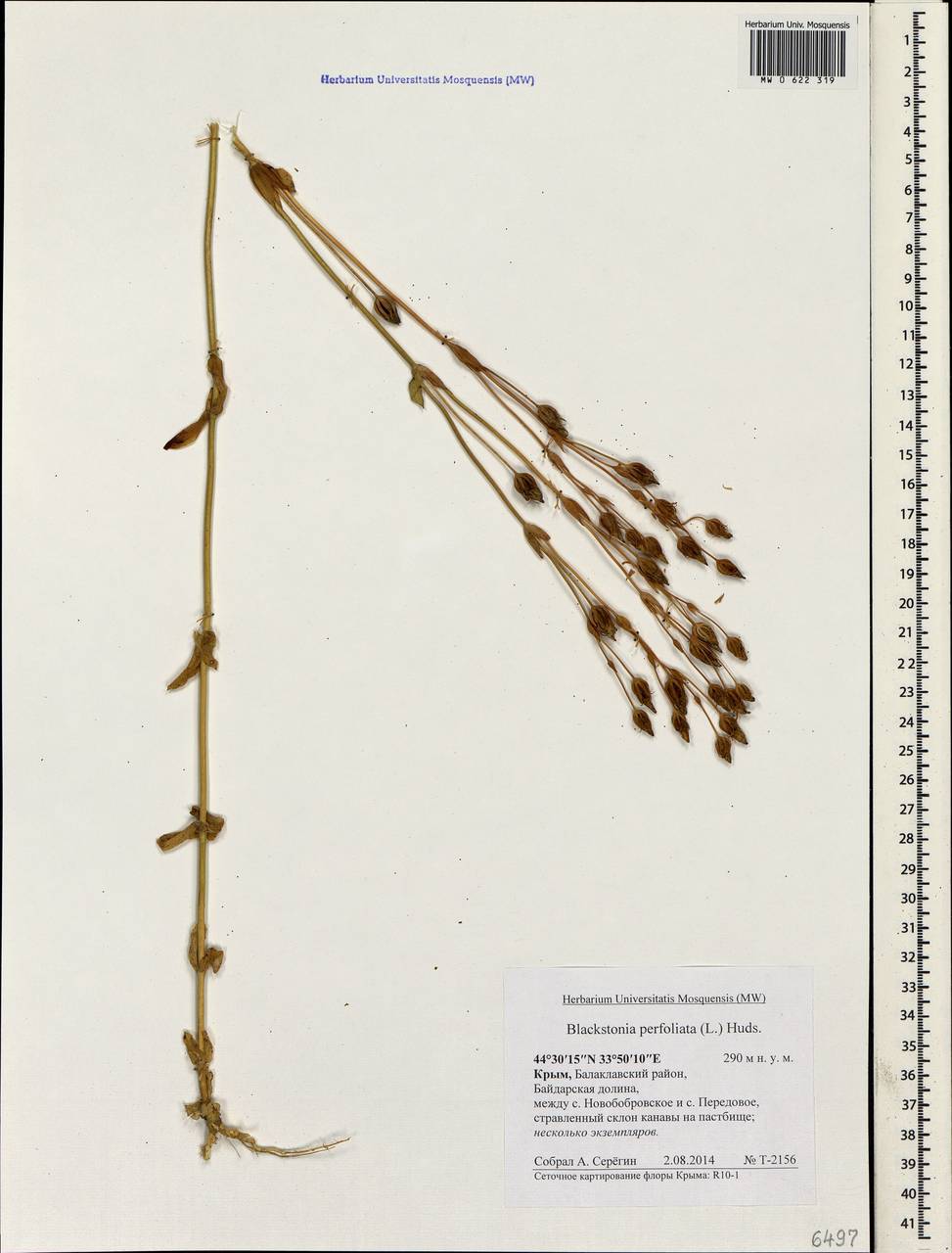 Blackstonia perfoliata (L.) Huds., Crimea (KRYM) (Russia)