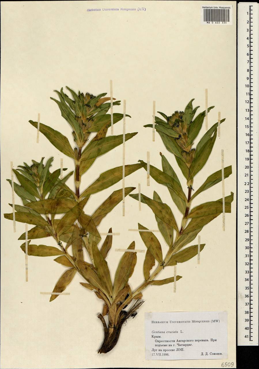 Gentiana cruciata L., Crimea (KRYM) (Russia)