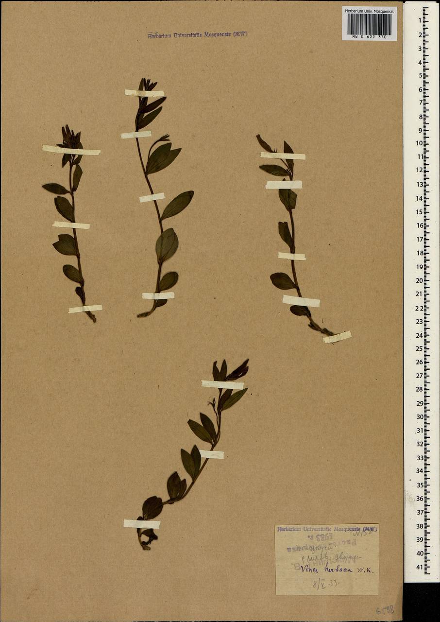Vinca herbacea Waldst. & Kit., Crimea (KRYM) (Russia)