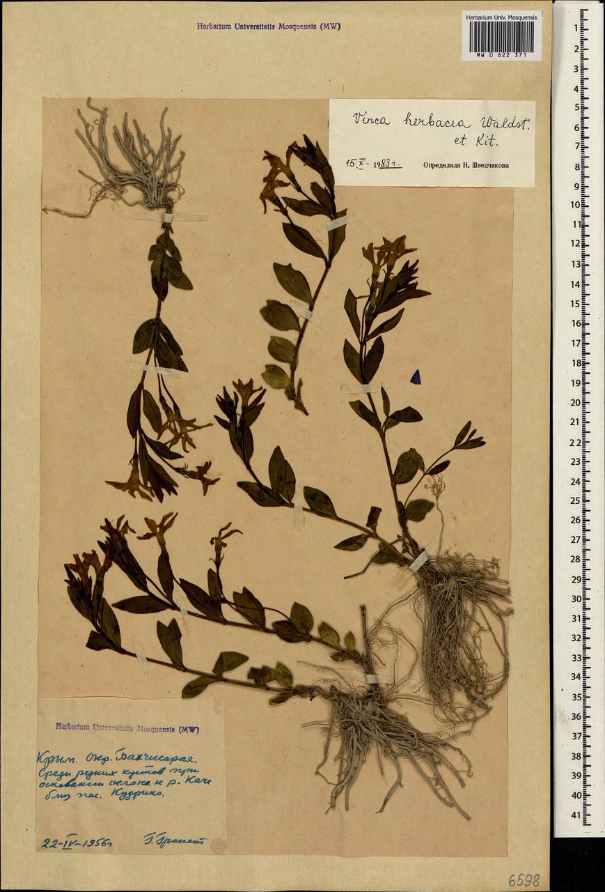 Vinca herbacea Waldst. & Kit., Crimea (KRYM) (Russia)