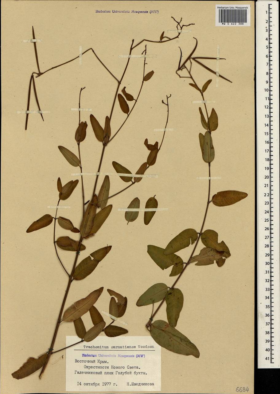 Poacynum sarmatiense (Woodson) Mavrodiev, Laktionov & Yu. E. Alexeev, Crimea (KRYM) (Russia)