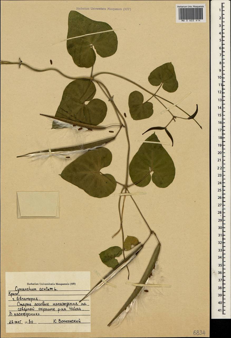 Cynanchum acutum L., Crimea (KRYM) (Russia)