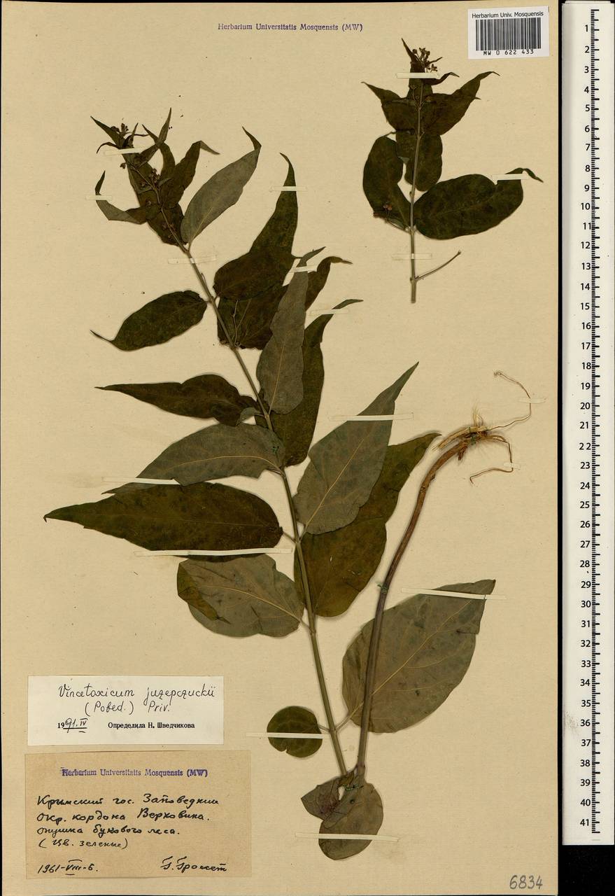 Vincetoxicum juzepczukii × hirundinaria, Crimea (KRYM) (Russia)