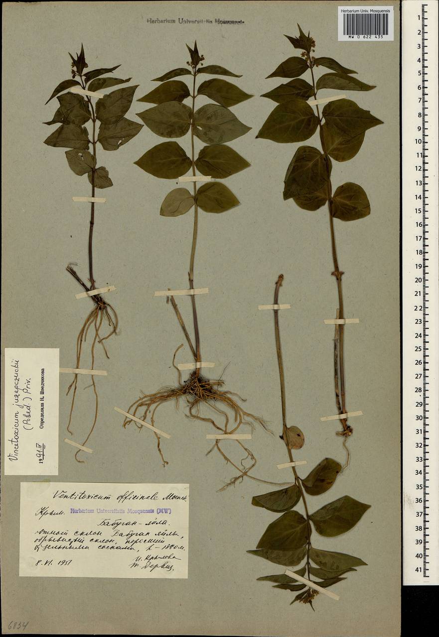 Vincetoxicum juzepczukii × hirundinaria, Crimea (KRYM) (Russia)