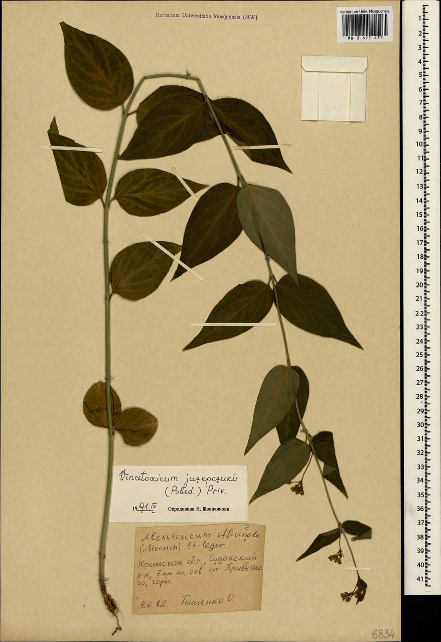 Vincetoxicum juzepczukii × hirundinaria, Crimea (KRYM) (Russia)