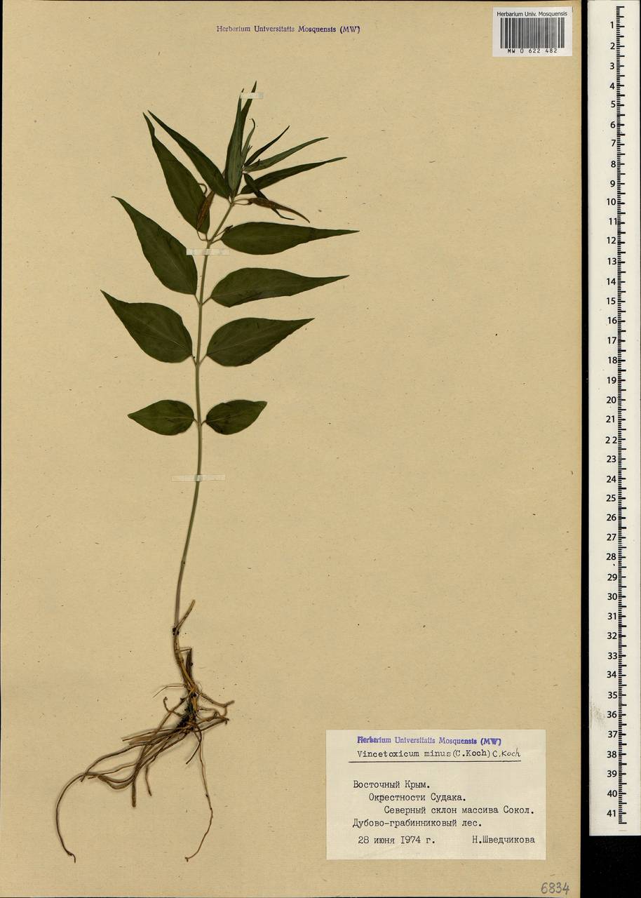Vincetoxicum fuscatum (Hornem.) Rchb., Crimea (KRYM) (Russia)