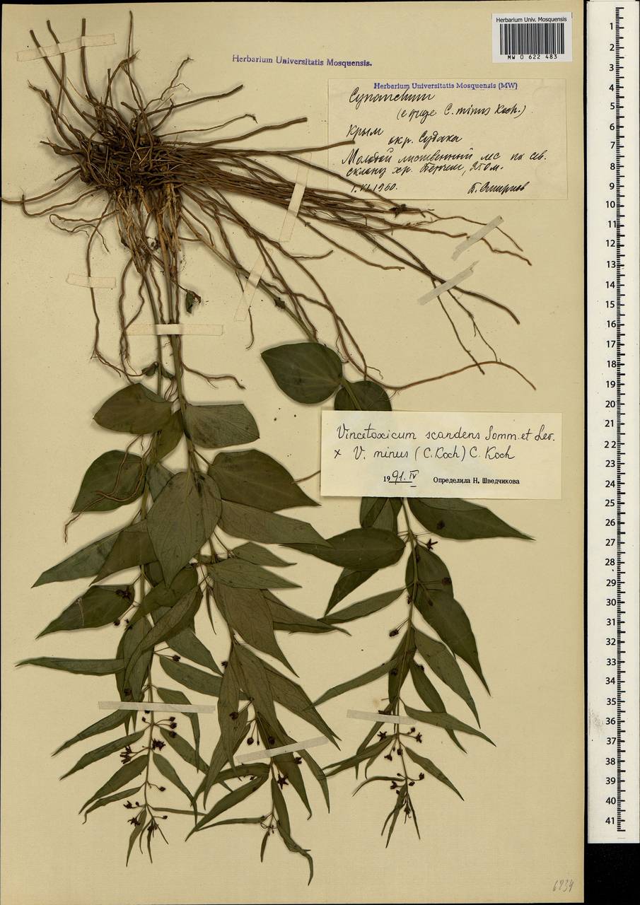 Vincetoxicum fuscatum subsp. fuscatum, Crimea (KRYM) (Russia)