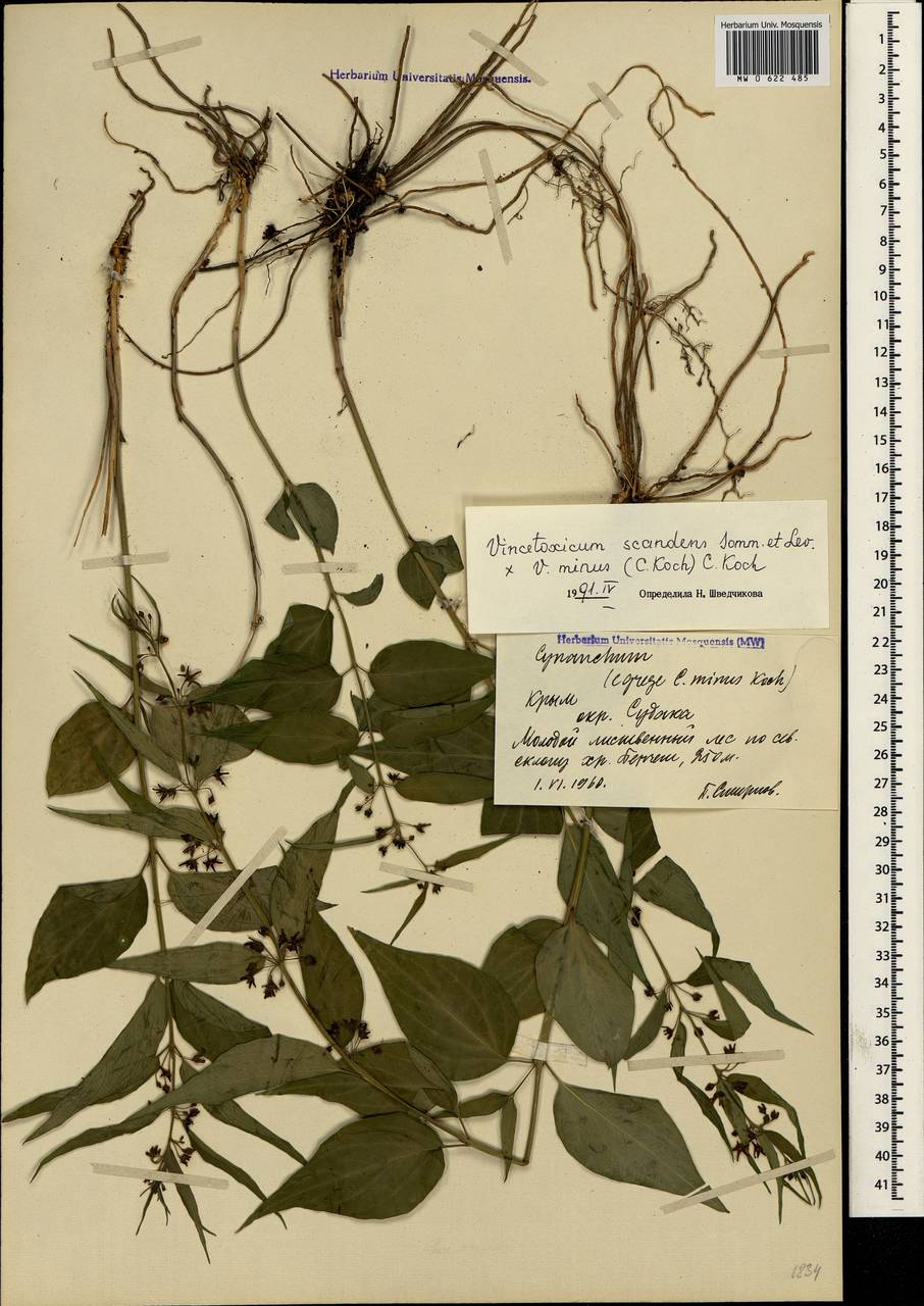 Vincetoxicum fuscatum subsp. fuscatum, Crimea (KRYM) (Russia)