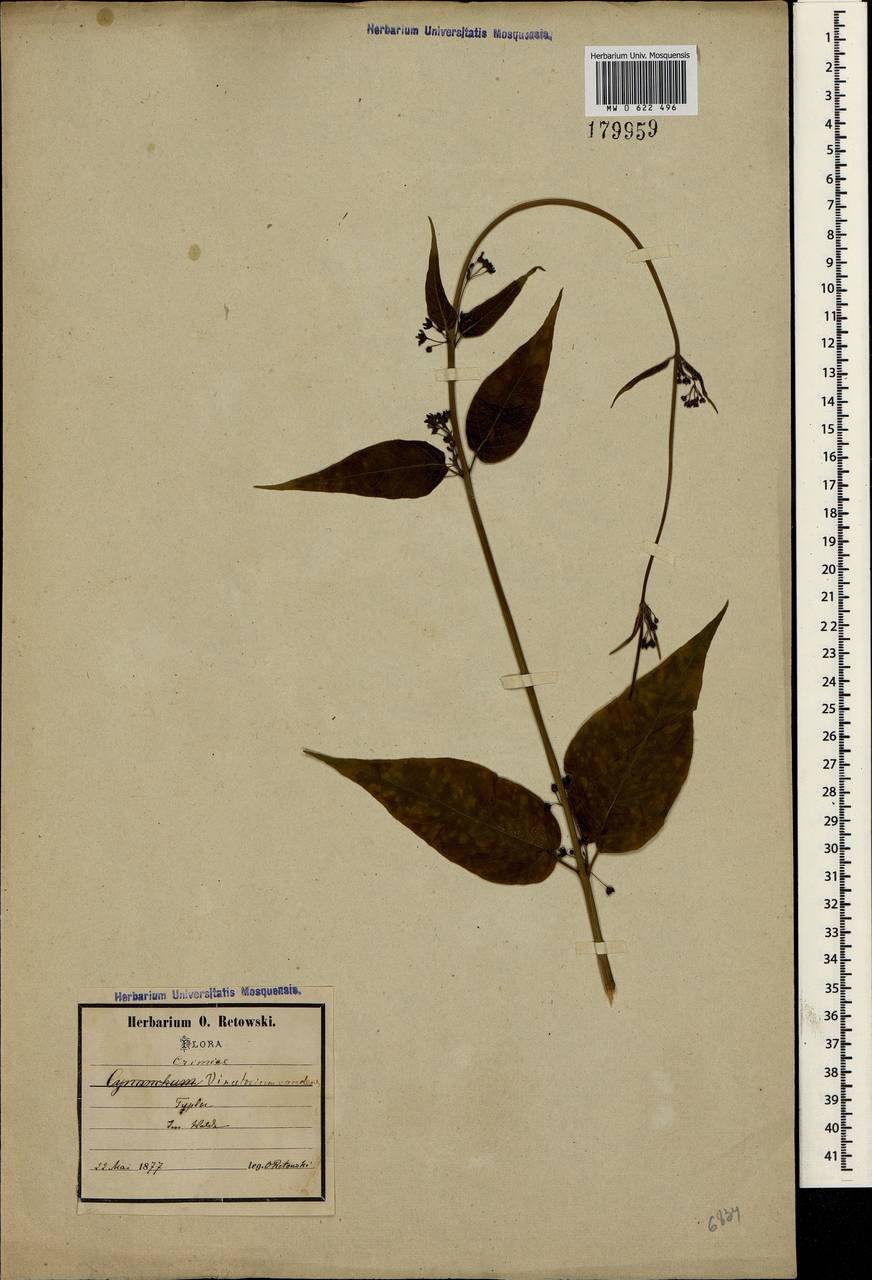 Vincetoxicum scandens Sommier & Levier, Crimea (KRYM) (Russia)