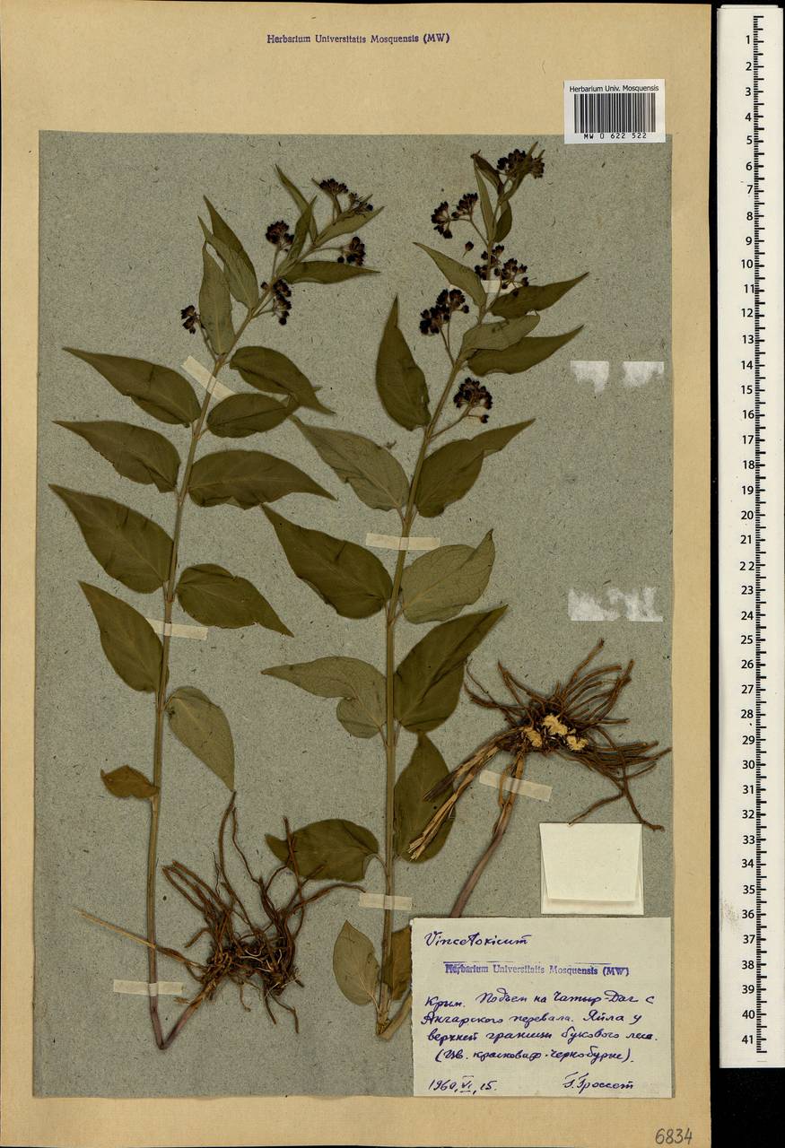Vincetoxicum scandens × schmalhausenii, Crimea (KRYM) (Russia)