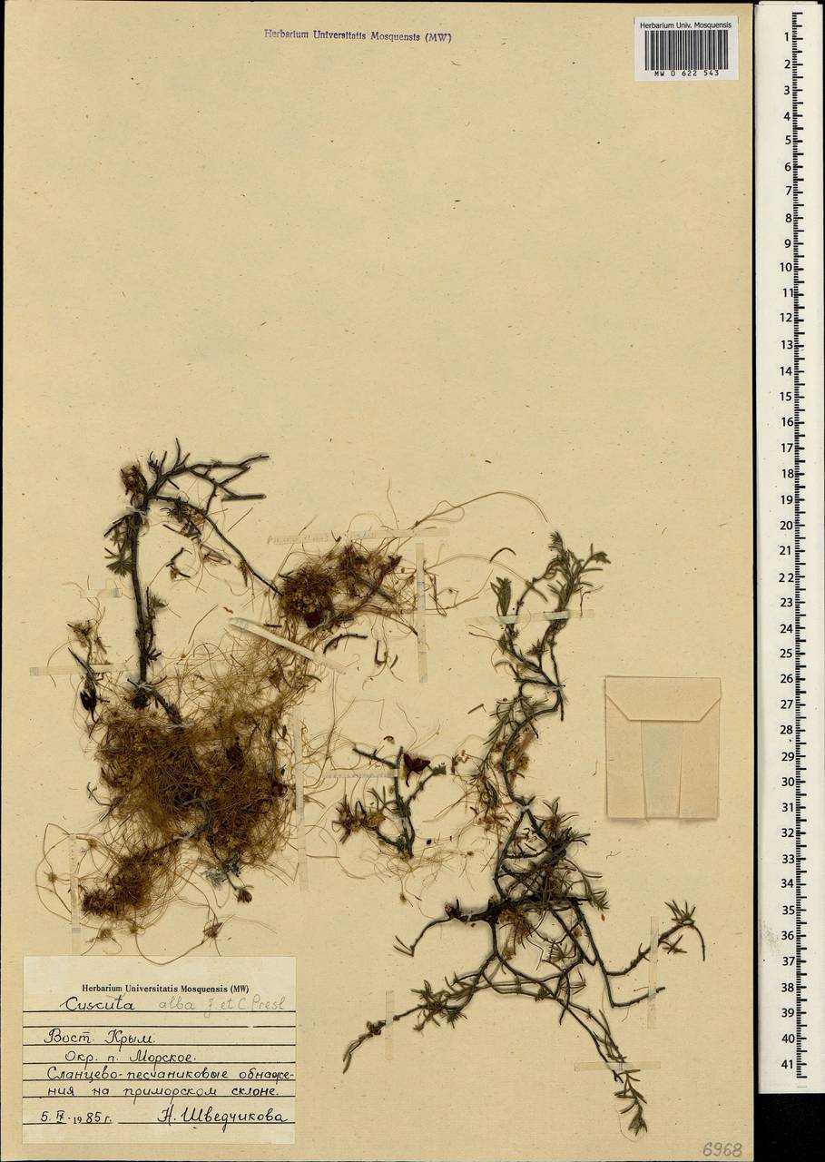 Cuscuta epithymum var. alba (C. Presl) Trab., Crimea (KRYM) (Russia)