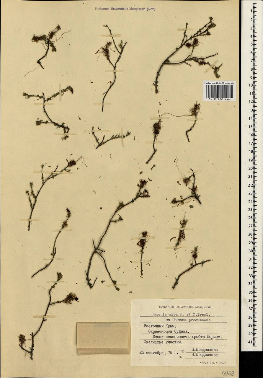 Cuscuta epithymum var. alba (C. Presl) Trab., Crimea (KRYM) (Russia)