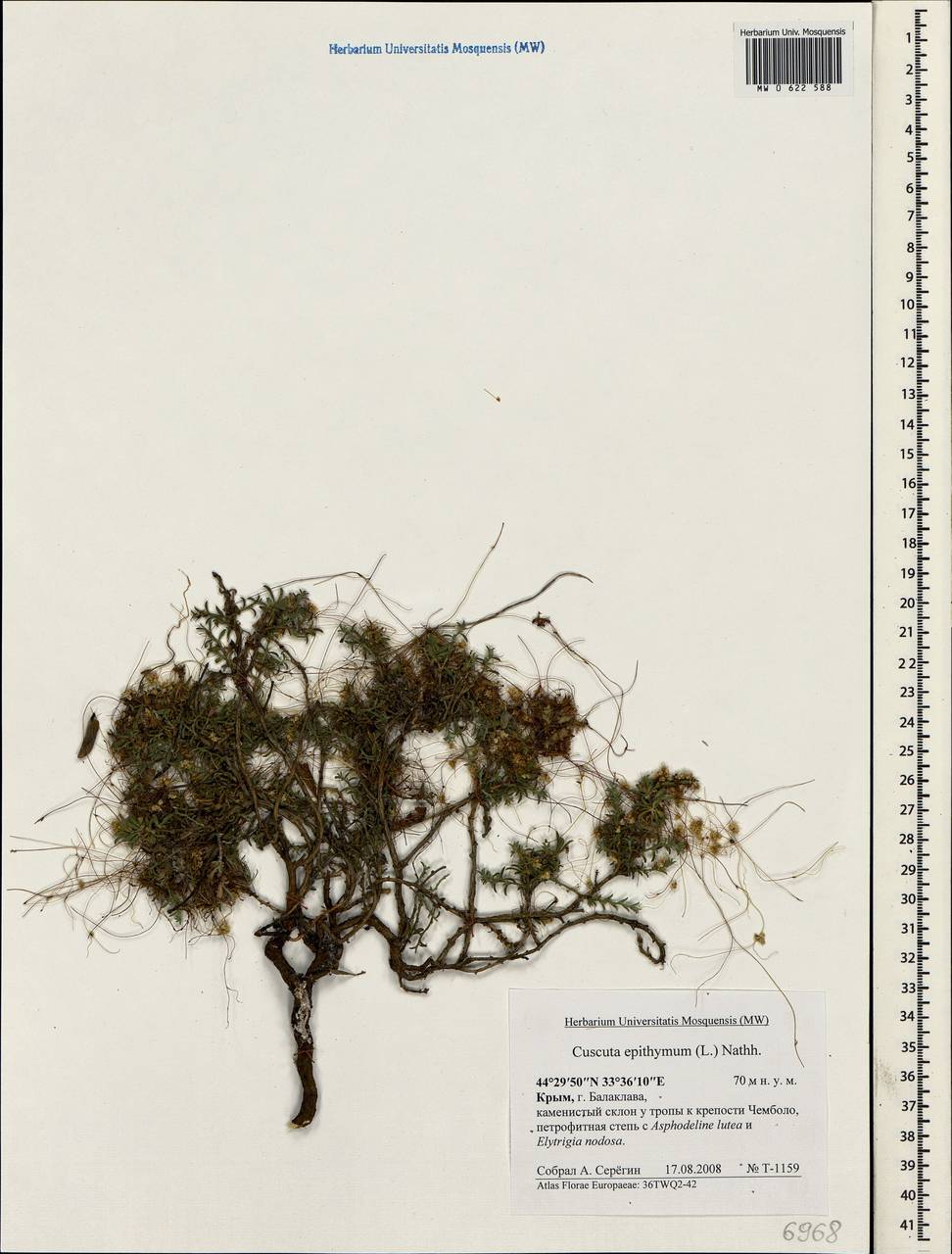 Cuscuta epithymum (L.) L., Crimea (KRYM) (Russia)