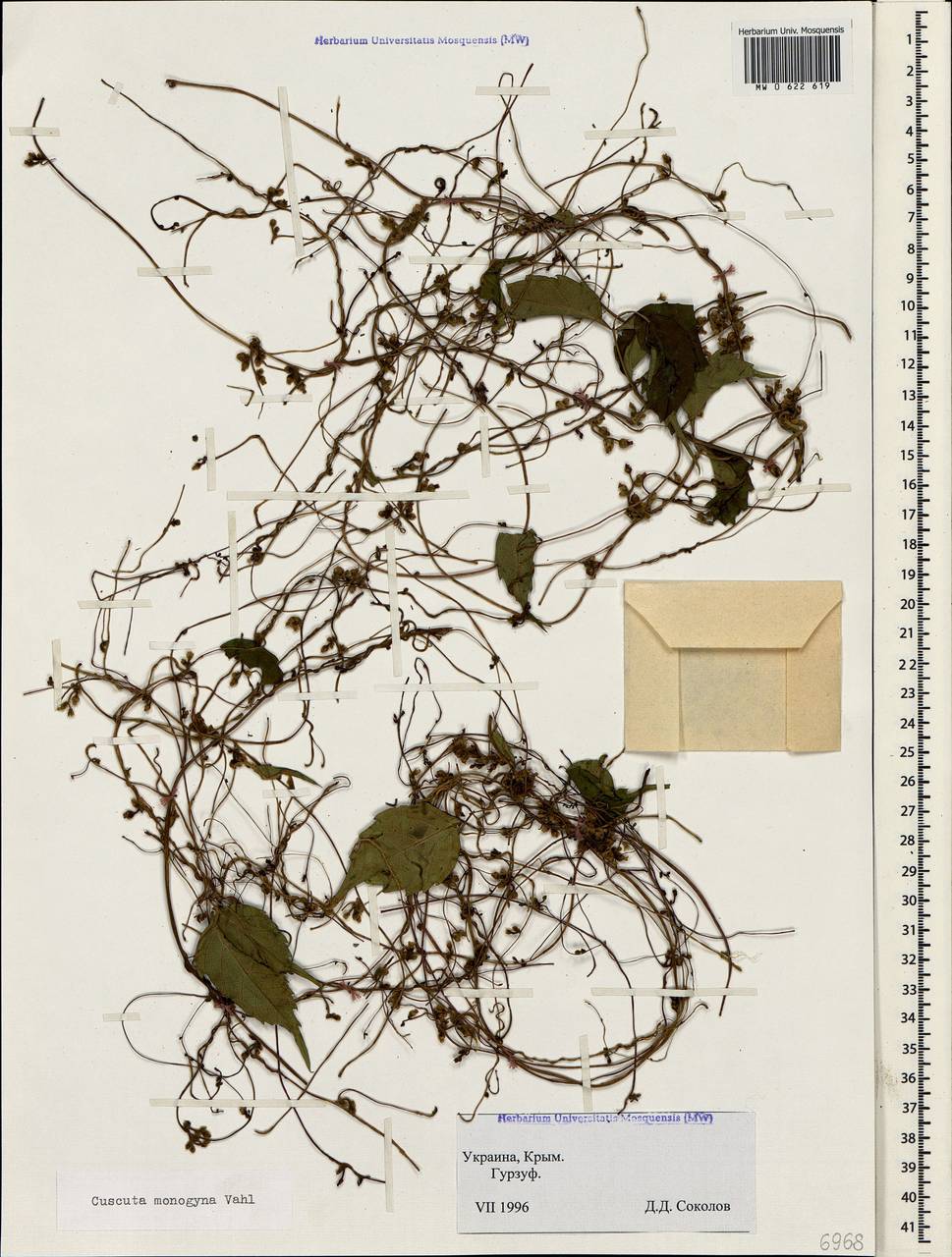 Cuscuta monogyna Vahl, Crimea (KRYM) (Russia)