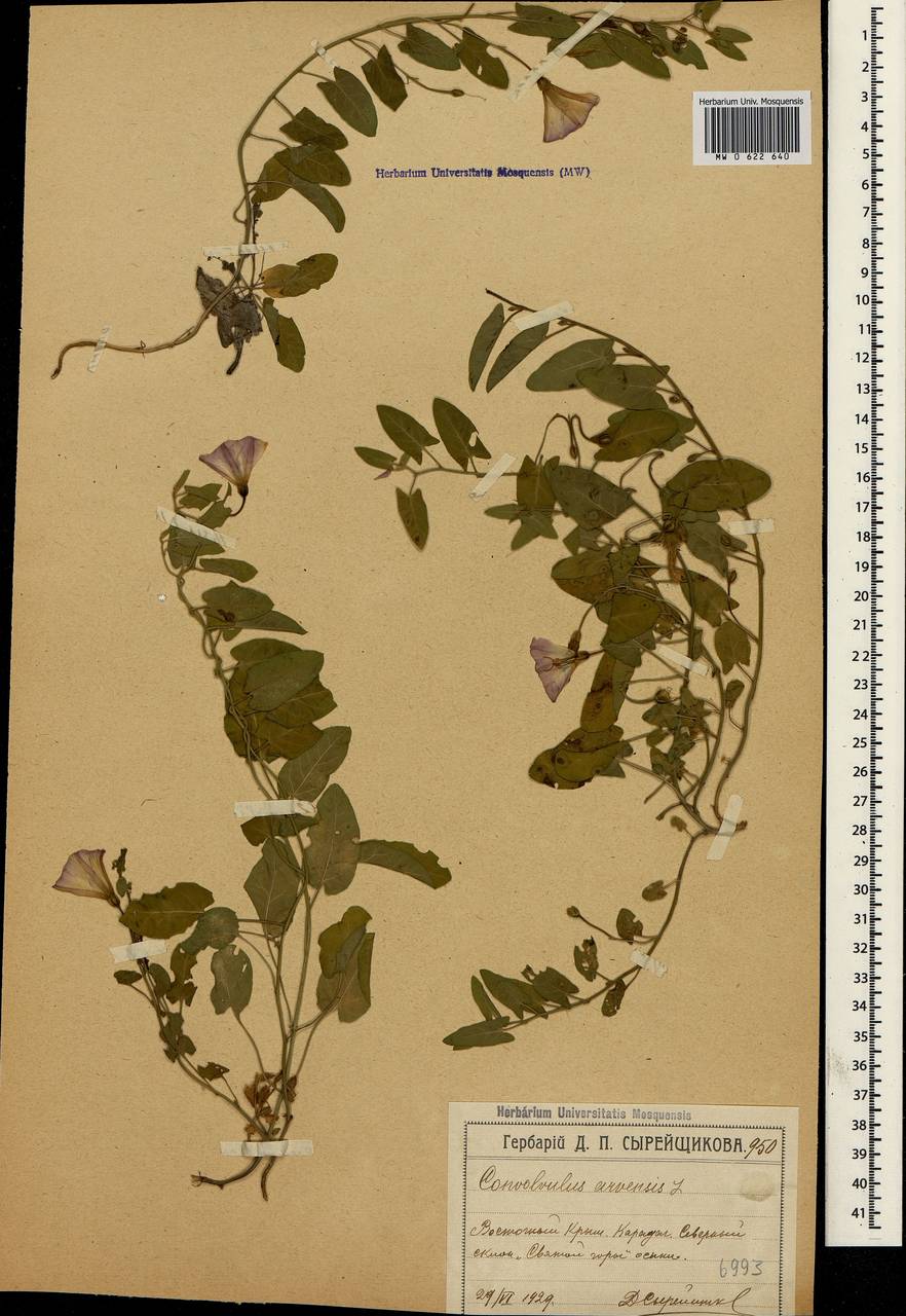 Convolvulus arvensis L., Crimea (KRYM) (Russia)
