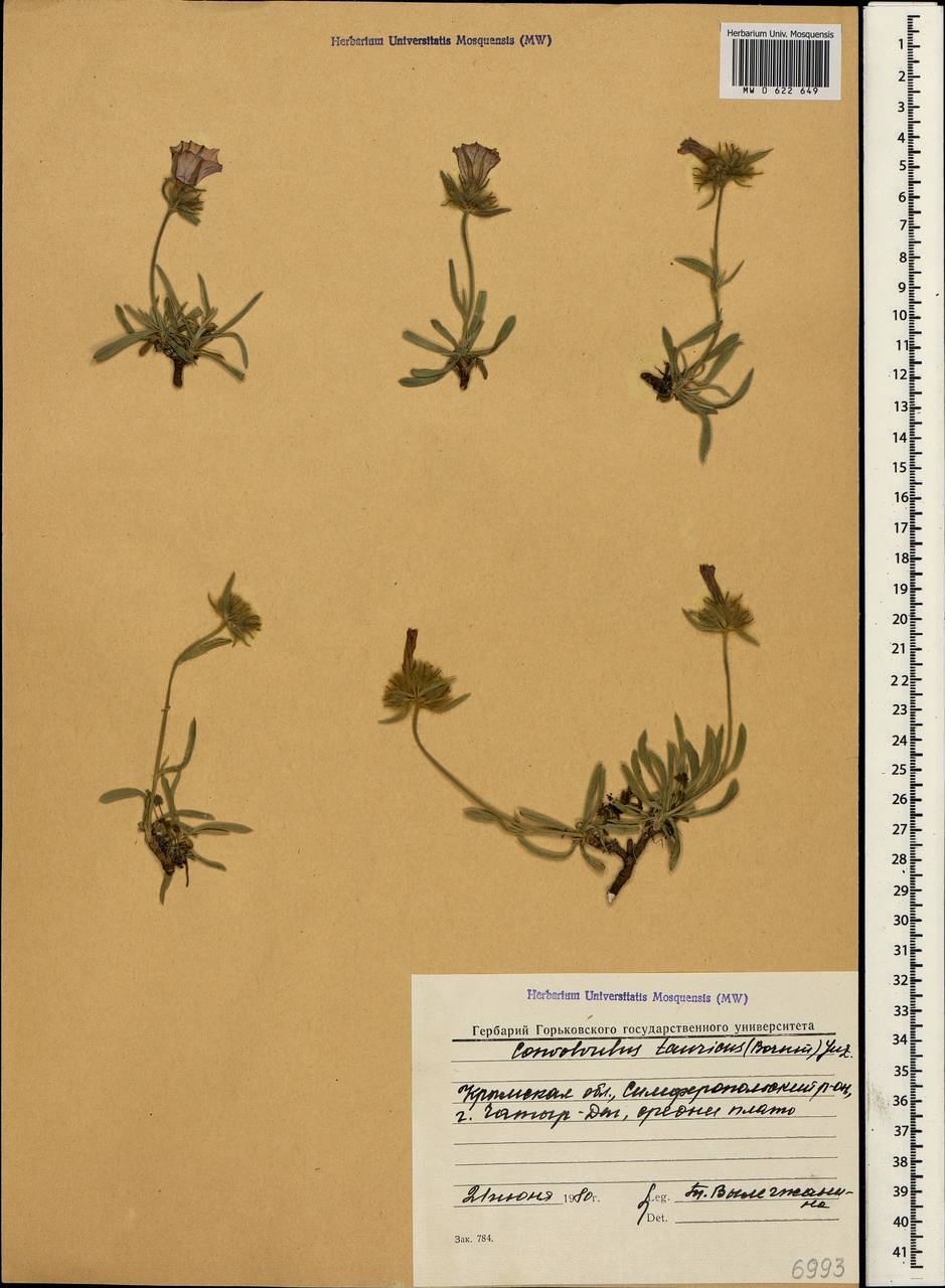 Convolvulus calvertii subsp. calvertii, Crimea (KRYM) (Russia)