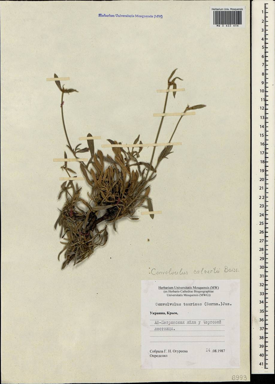 Convolvulus calvertii subsp. calvertii, Crimea (KRYM) (Russia)