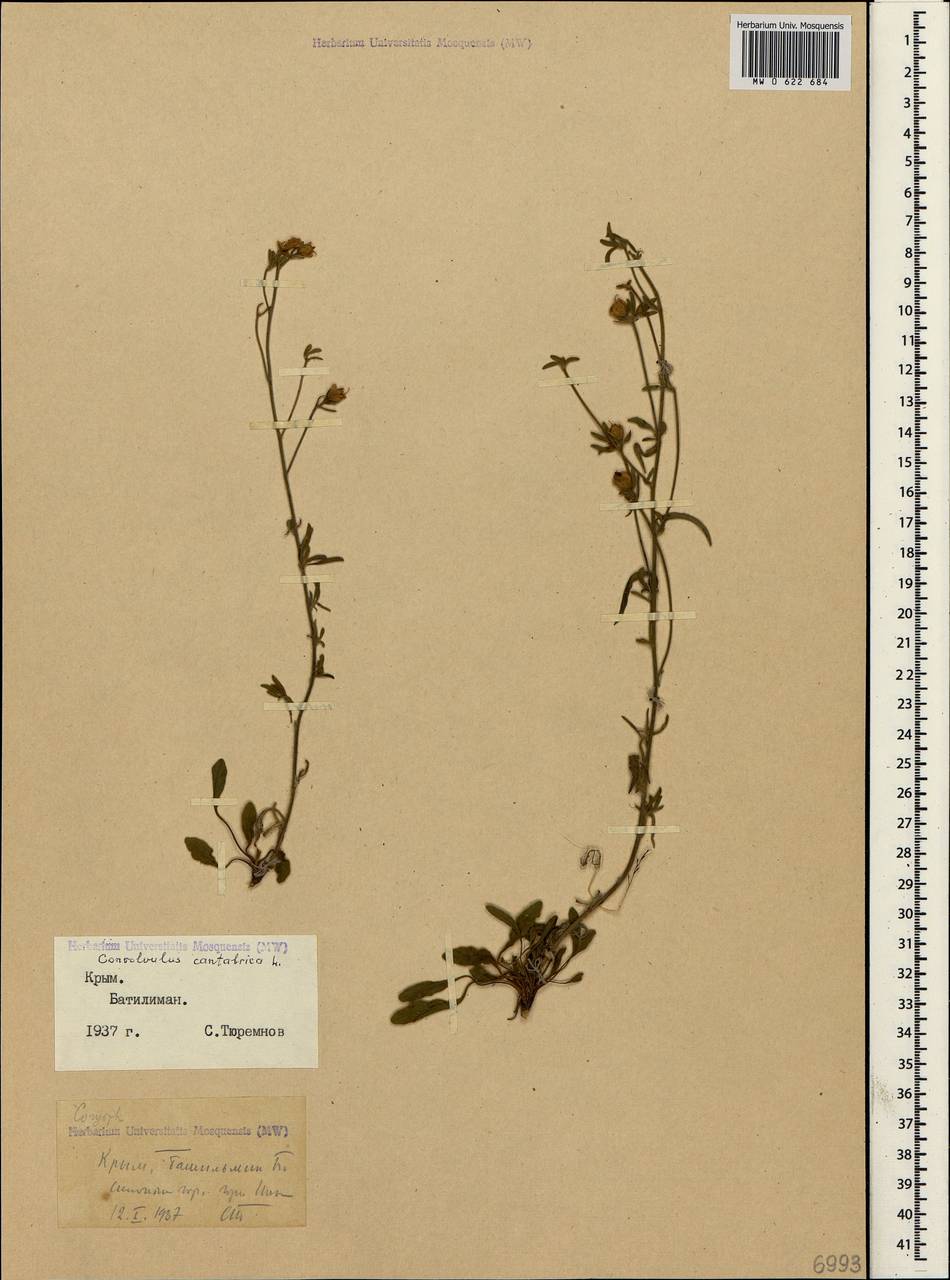 Convolvulus cantabrica L., Crimea (KRYM) (Russia)