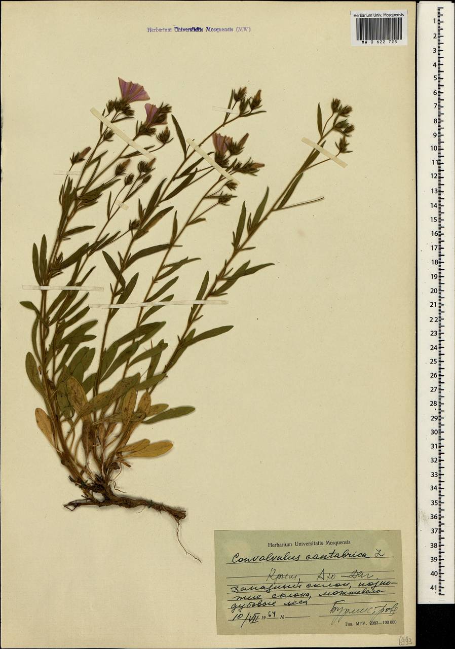 Convolvulus cantabrica L., Crimea (KRYM) (Russia)