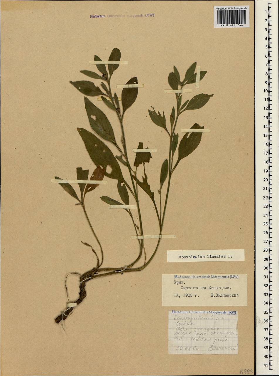 Convolvulus lineatus L., Crimea (KRYM) (Russia)