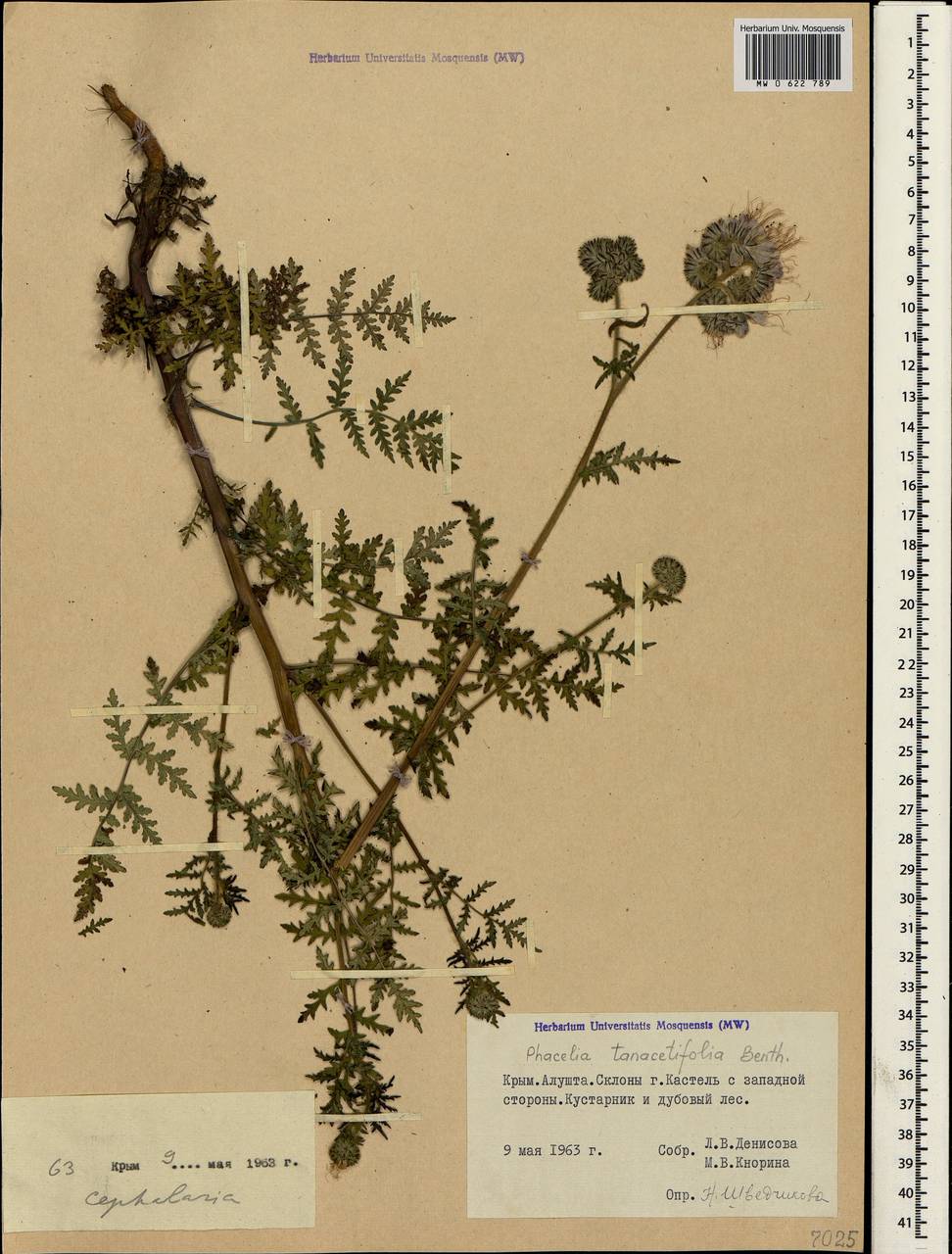 Phacelia tanacetifolia Benth., Crimea (KRYM) (Russia)