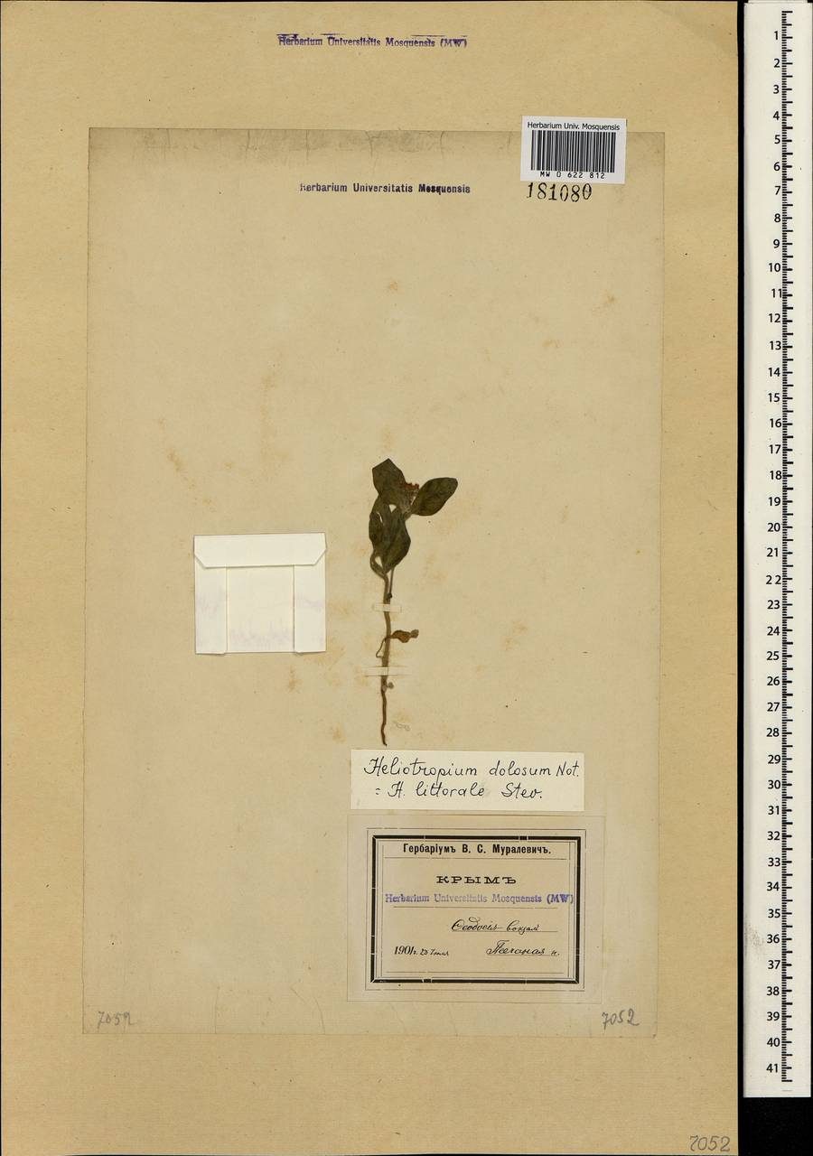 Heliotropium dolosum De Not., Crimea (KRYM) (Russia)