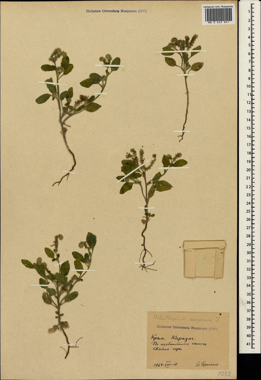 Heliotropium europaeum L., Crimea (KRYM) (Russia)