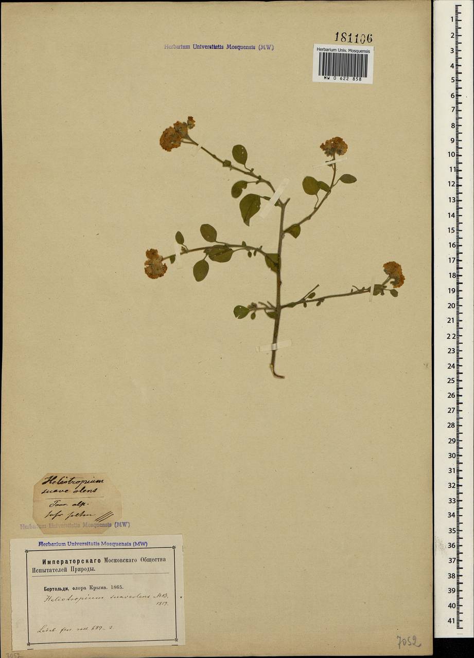 Heliotropium suaveolens, Crimea (KRYM) (Russia)