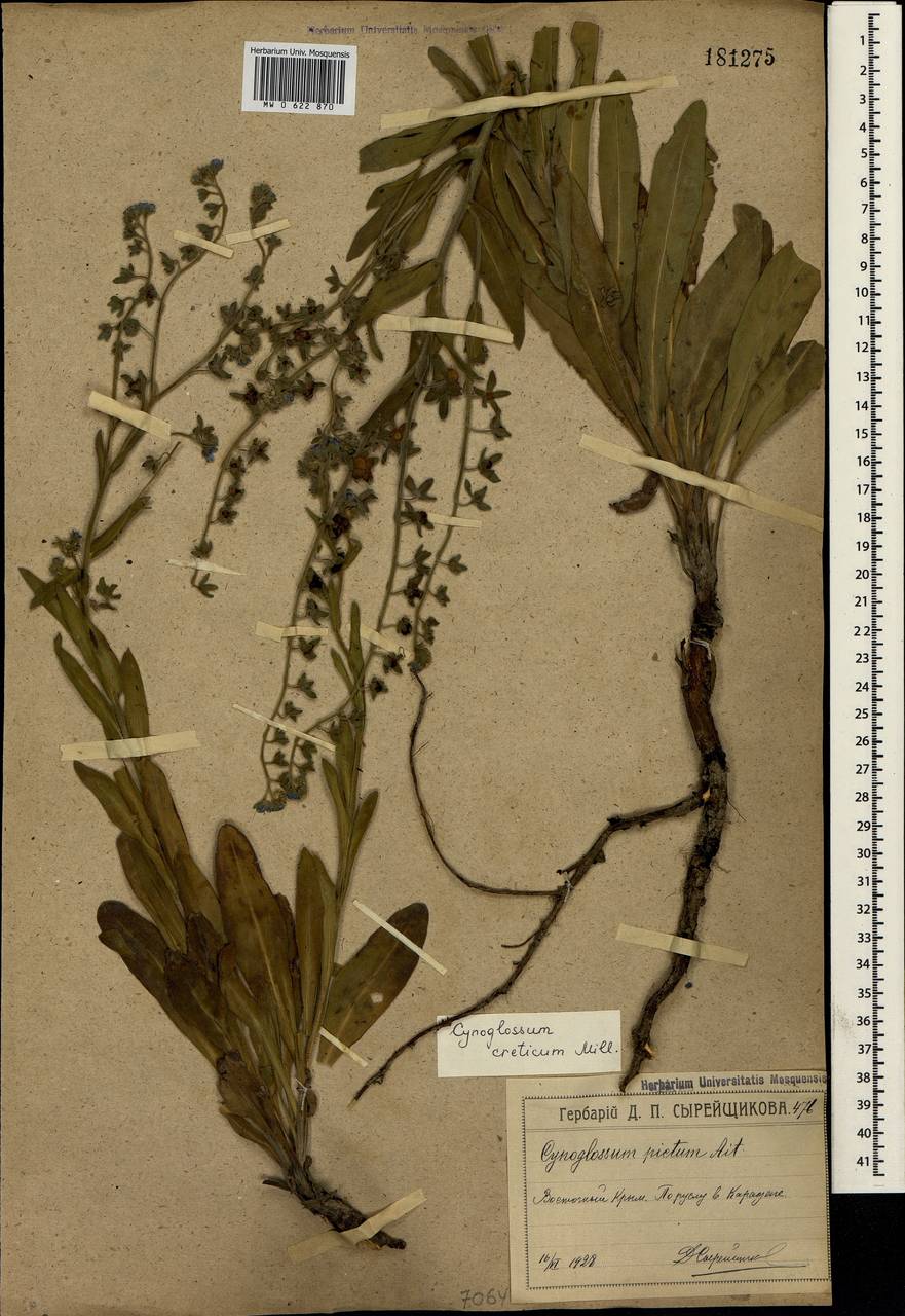 Cynoglossum creticum Mill., Crimea (KRYM) (Russia)