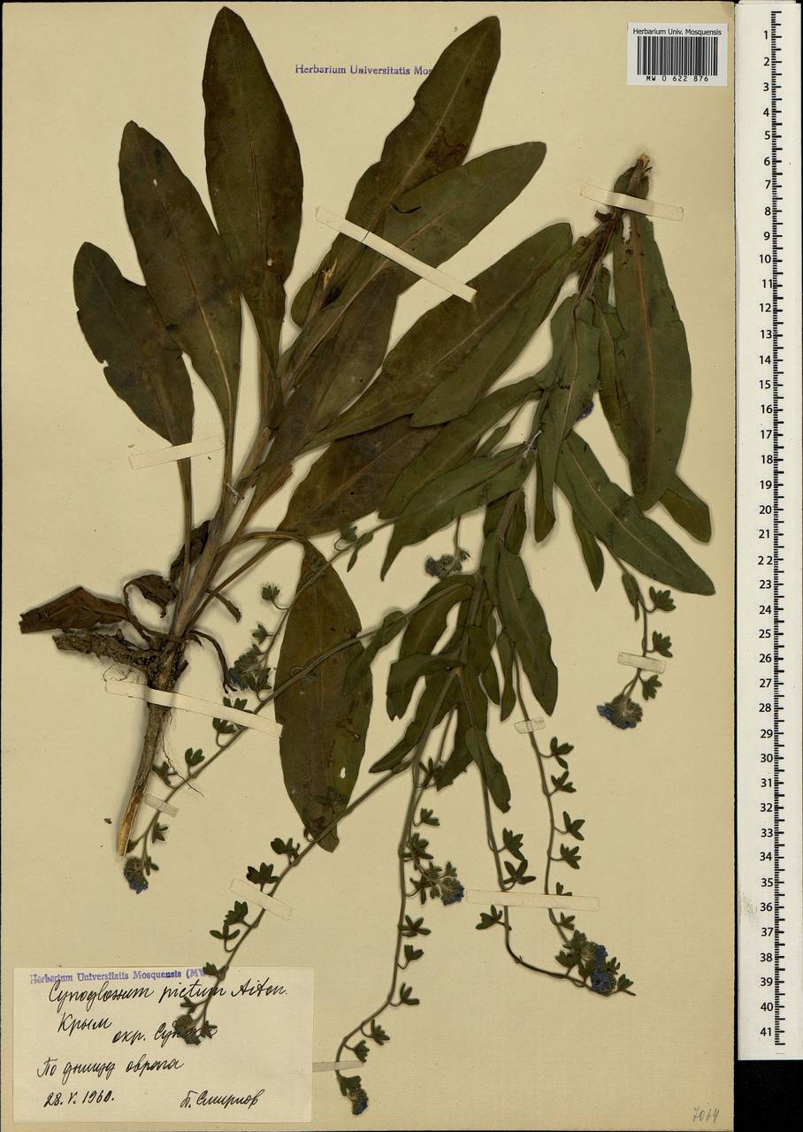Cynoglossum creticum Mill., Crimea (KRYM) (Russia)